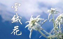 雪绒花吉他谱_简单版_圣诞歌曲吉他谱